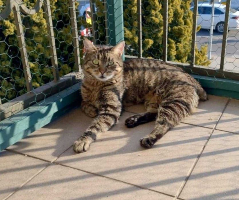 Kocurek Ryś szuka domku