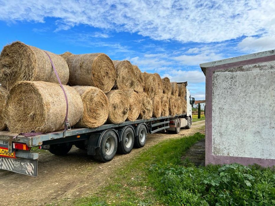 Feno em rolo seco alta qualidade