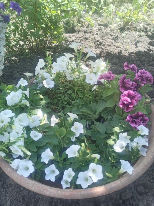 Продам ампельну петунія