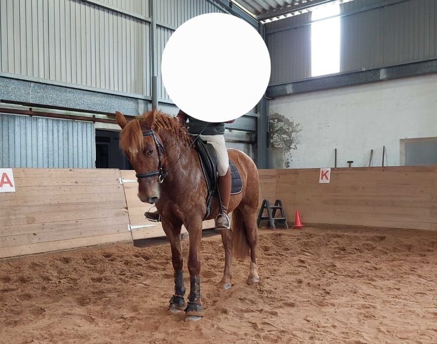 Cavalo cruzado para venda