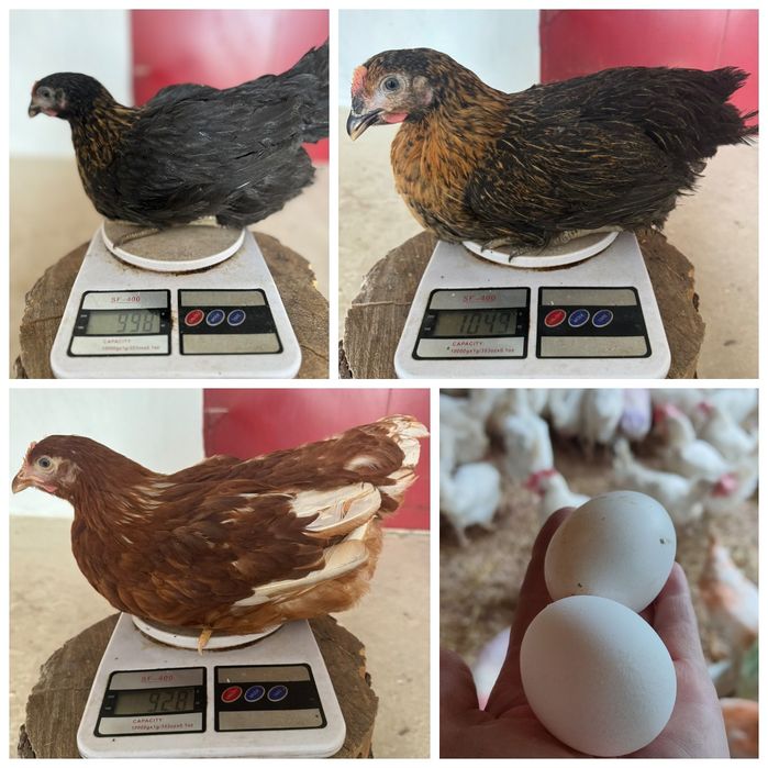 Кури, куры несушки