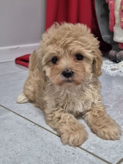 Cavapoo Sunia hybryda ras