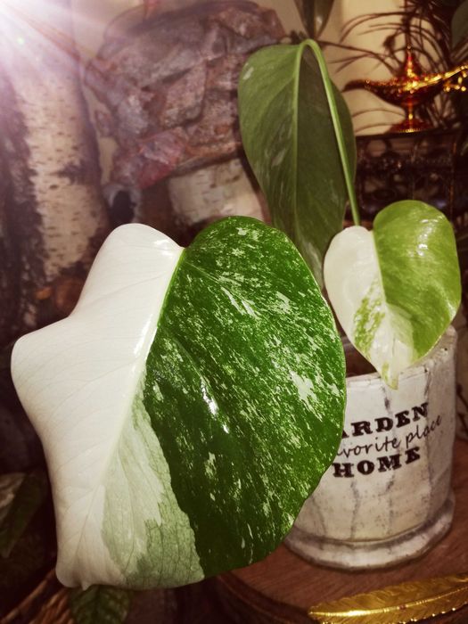 Monstera Alba Variegata NOWA biała roślina jedwab Philodendron 3liście
