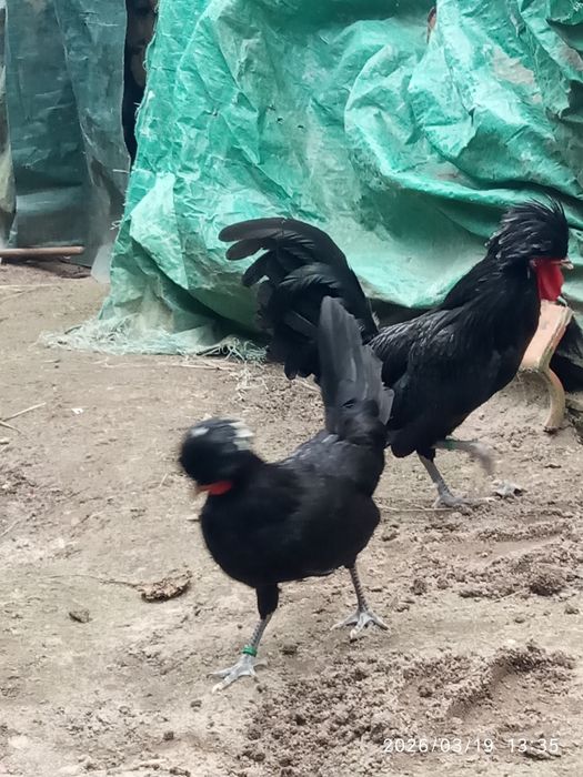 aves ornamentais