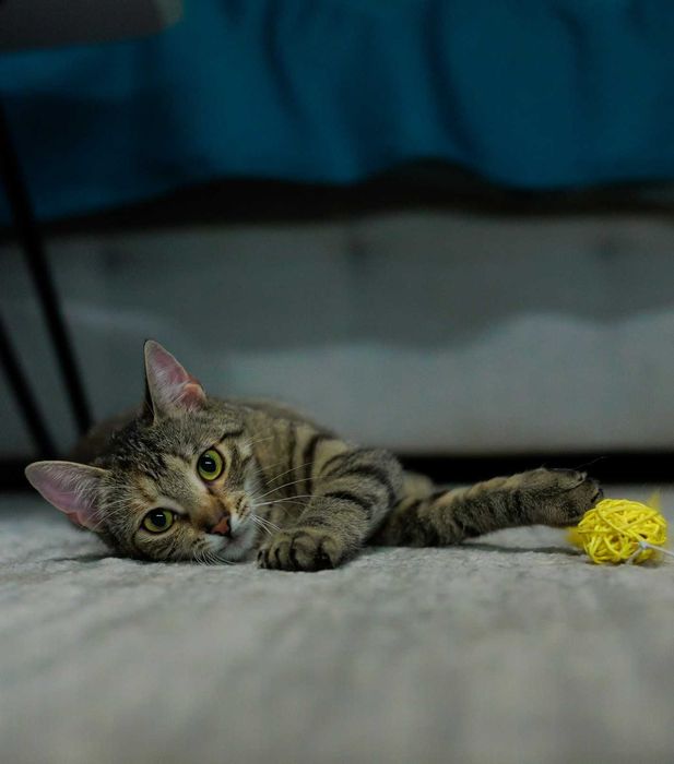 Chilli szuka domu! Fundacja "Stawiamy na Łapy"