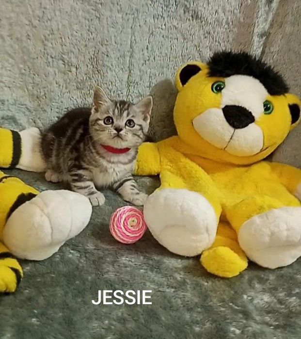 Котята : Славные ребята , наши мраморята .