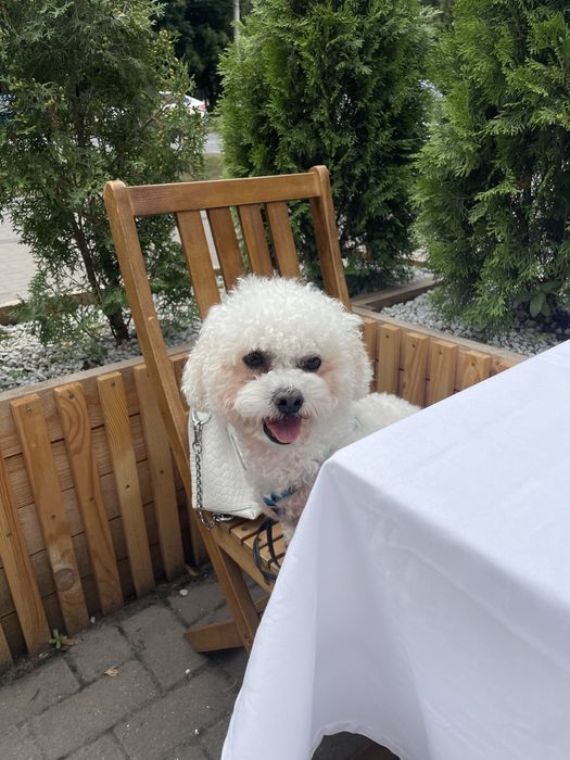 Вязка Бішон фрізе