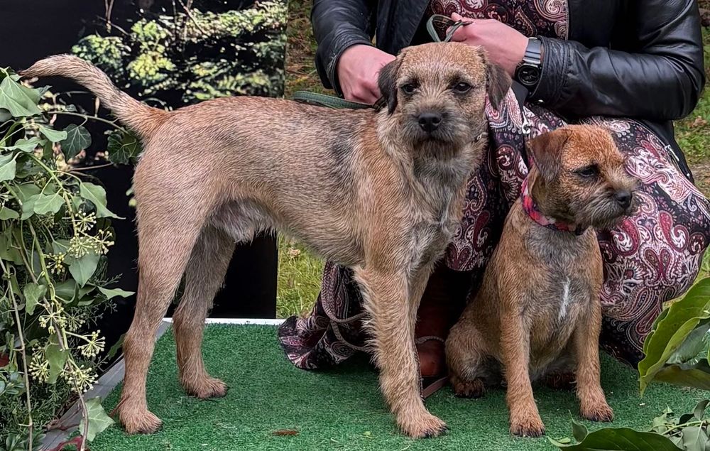 Border terrier szczenięta