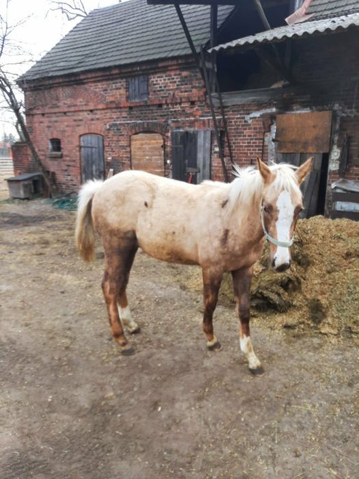 sprzedam dwa źrebaki ogierki pół bracia