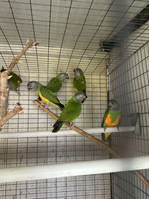 Papagaios do Senegal