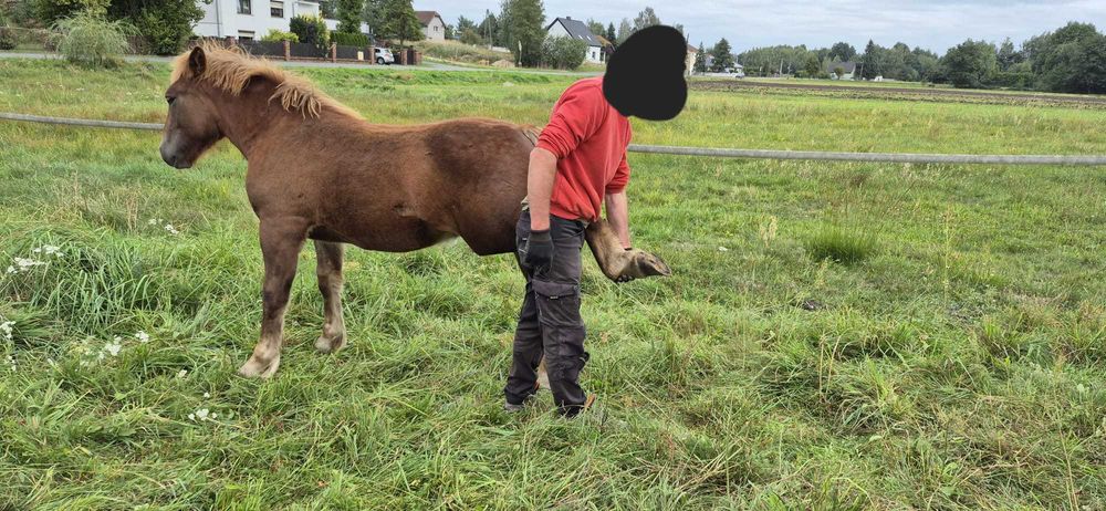 Ogierka rasy polski koń zimnokrwisty