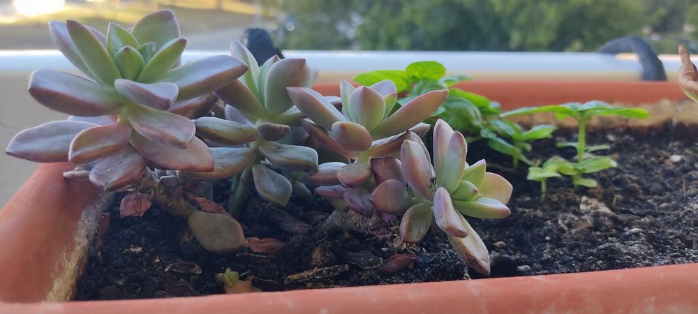 Suculenta Vera Higgins