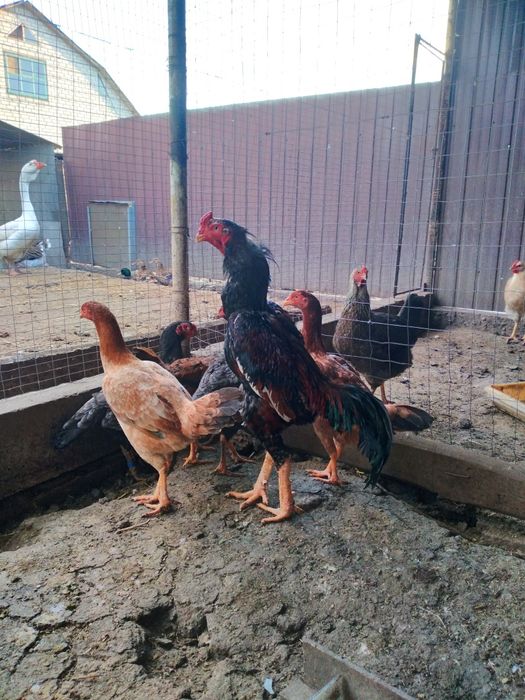 Інкубаційне яйце на весну кури о-шамо.