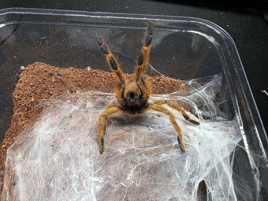 Pterinochilus murinus usambara