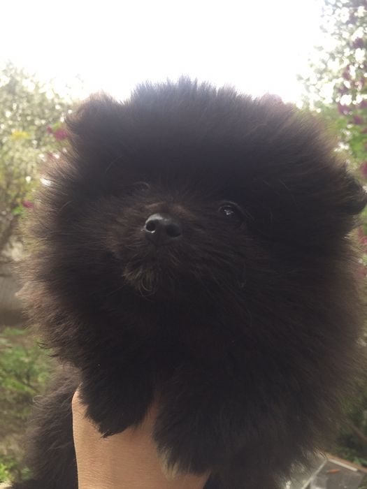 Продам черную девочку померанского шпица! Лучший щенок помета!