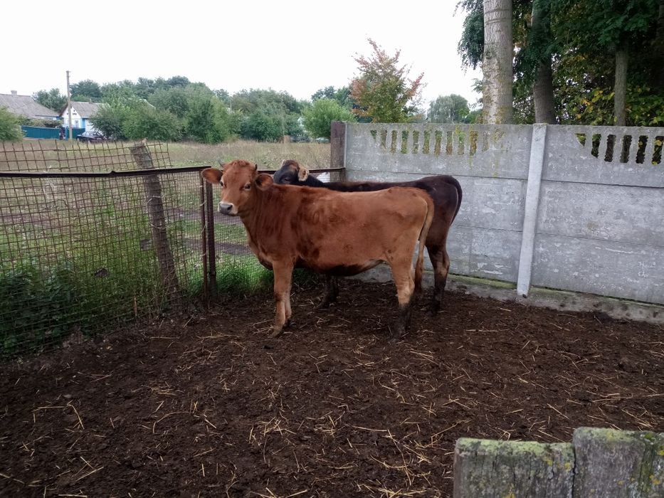 Джерсейська нетель