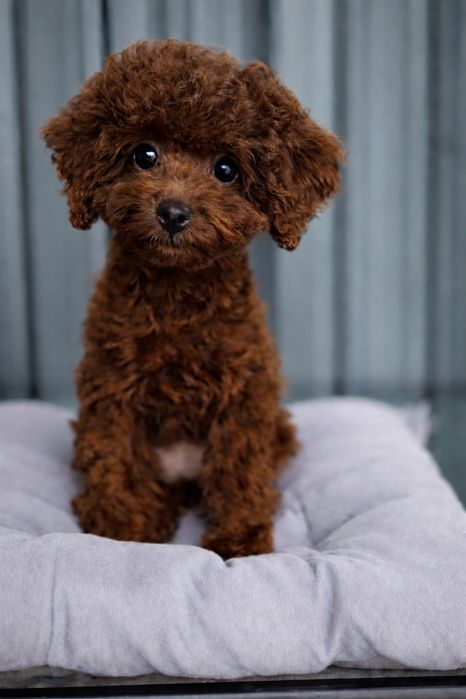 Той пудель дівчинка