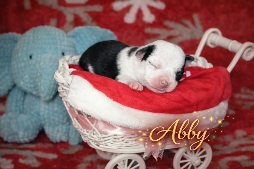 Suczka Chihuahua krótkowłosa