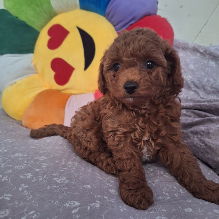 Той пудель хлопчик