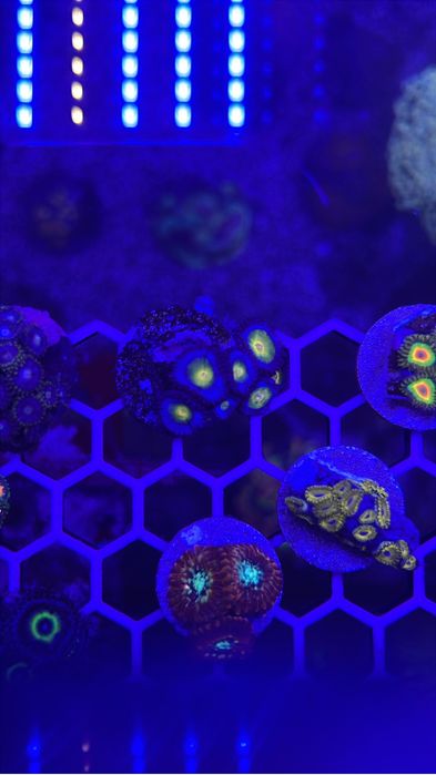 Frags corais 15€ a maior parte deles - Para aquário de água salgada