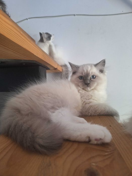 Kocurek Ragdoll blue i seal  mitted