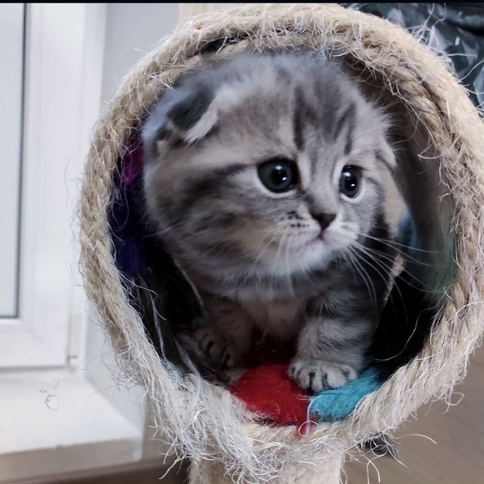 Народжені  для хороших людей