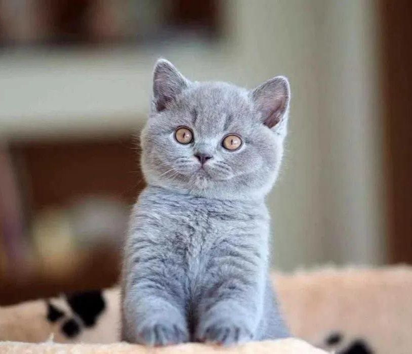 Шотландские плюшевые котята.