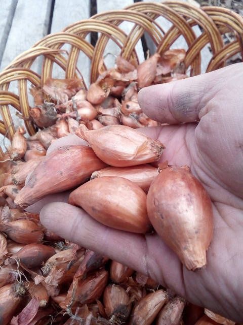 Цибуля Кущовка кущівка
