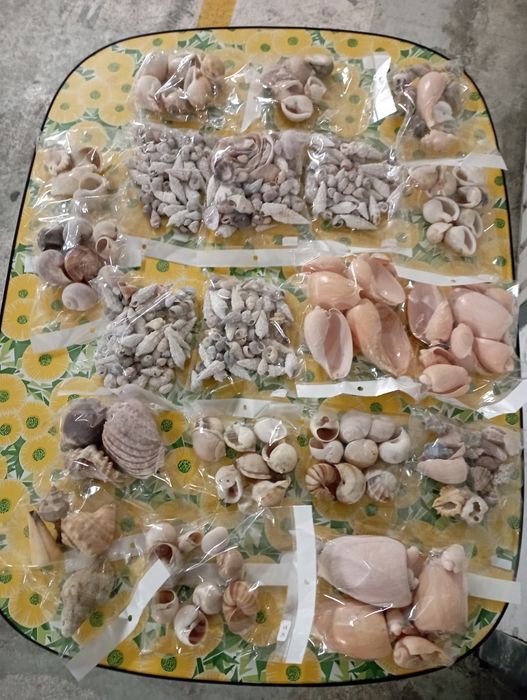 Búzios Variados..