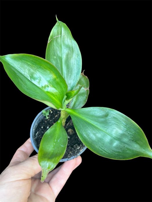 Varias tradescantias