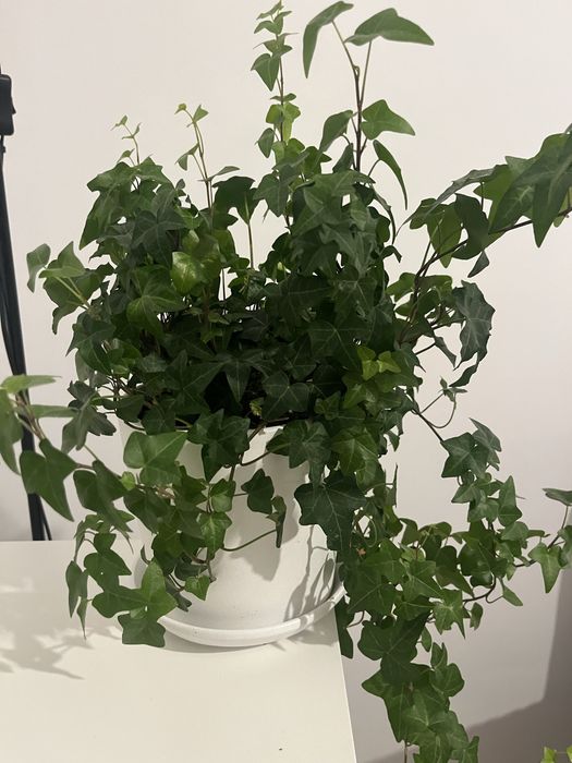 Bluszcz z doniczką ceramiczną biała doniczka z podstawką