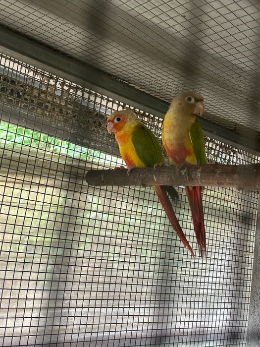 Aves passarinhos