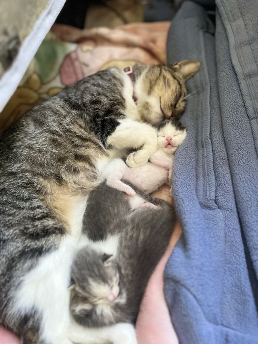 Кошенята в добрі руки!