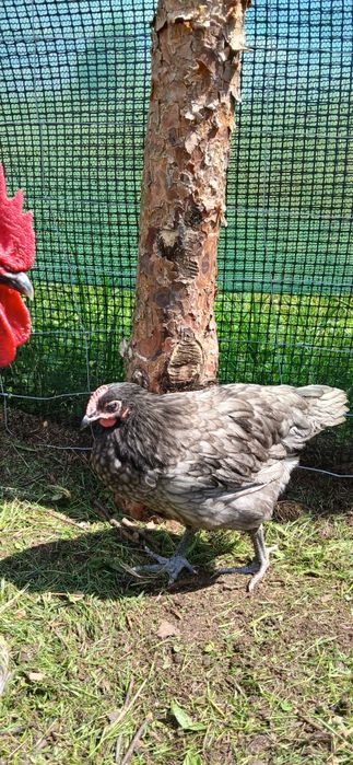 Kogutki Marans "srebrna szyja", Australorp  splash, niebieski, biały