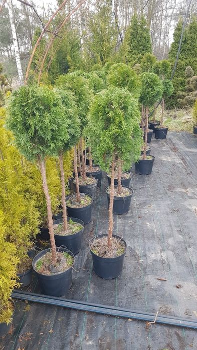 Kulka na pniu tuja thuja smaragd szmaragd formowana