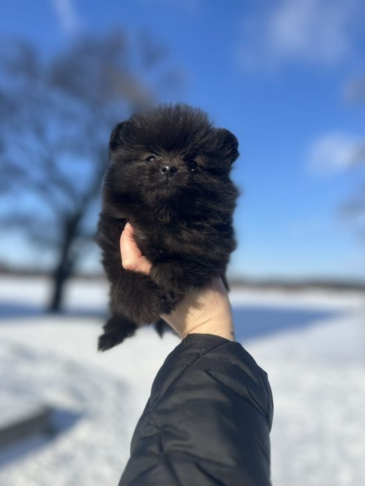 Щенки помернского шпица мини разные окрасы