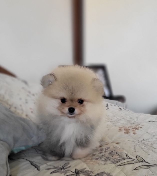 Szpic miniaturowy