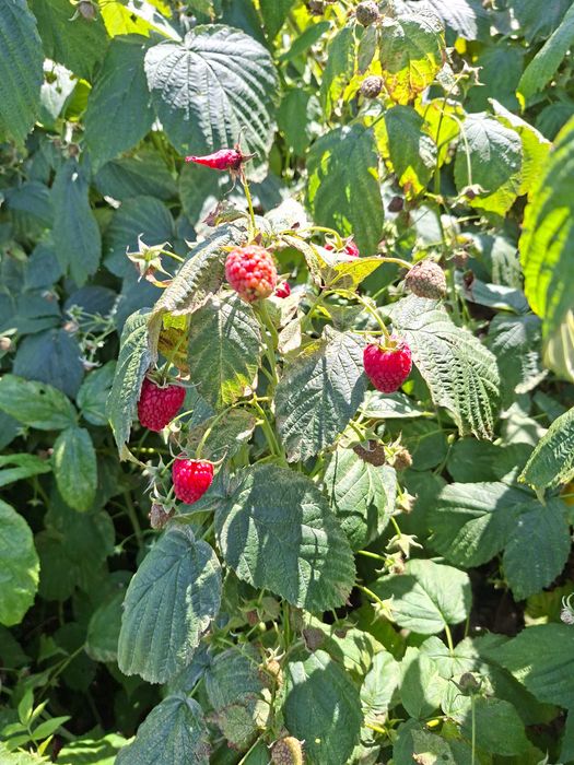 Sprzedam swieże maliny