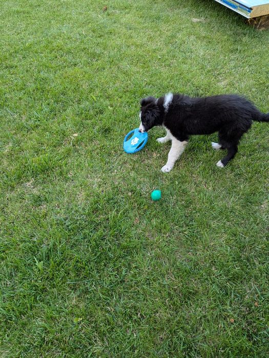 Piesek Border Collie