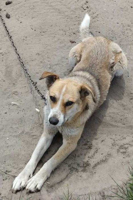 Молодий пес в добрі руки