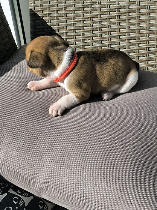 Buldogue Francês Red Pied Fawn - Macho