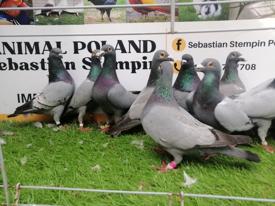 Gołębie pocztowe. Barles. Barlesy. Możliwy transport od 2 stycznia