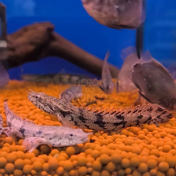 Polypterus Endlicheri