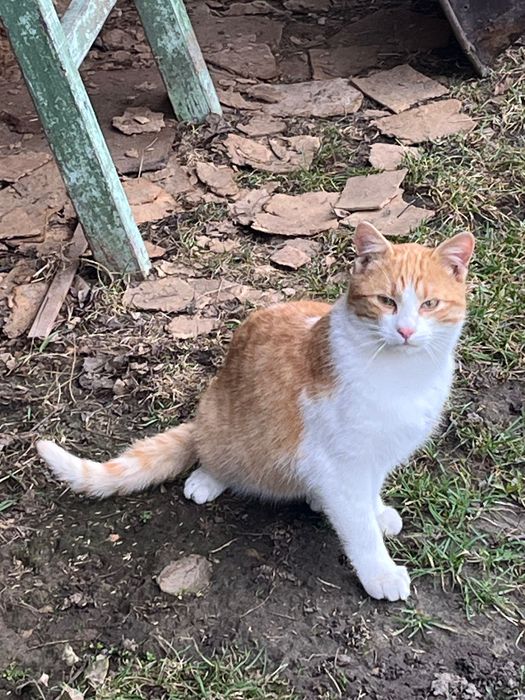 Котик в добрі руки