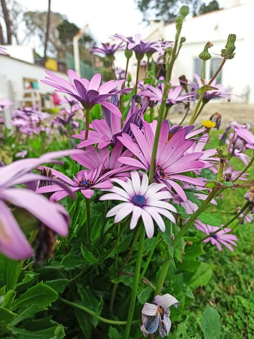 Serviços de jardinagem