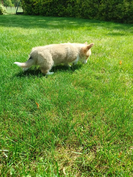 Suczka Welsh Corgi PEMBROKE - Kreda