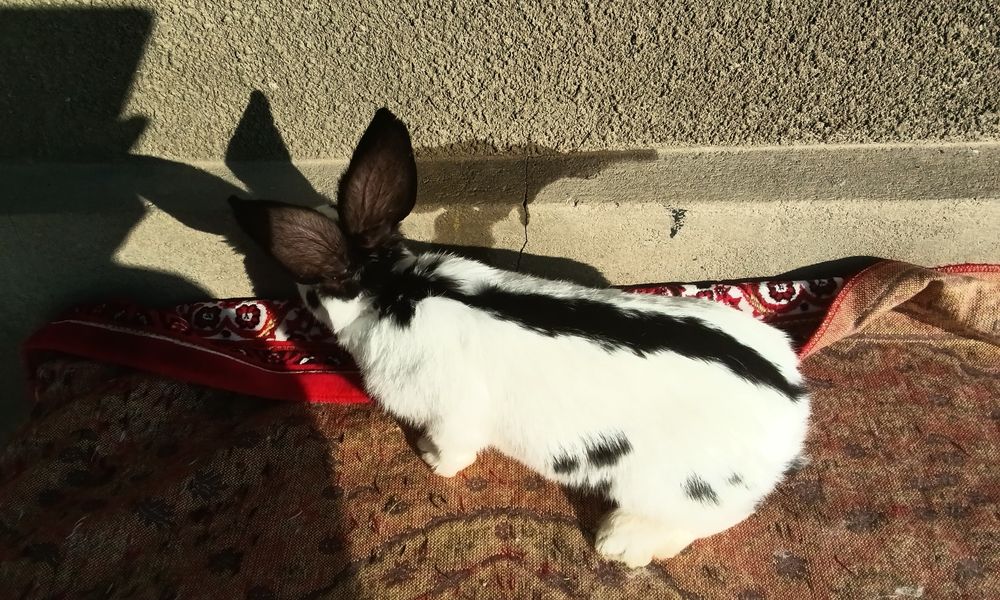 Строкач чорно рябий , хлопчики, вік 2 місяці, дзвоніть.