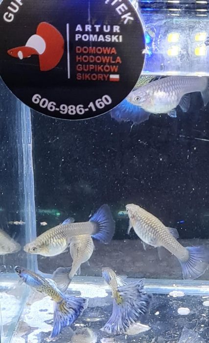 Gupik Snake Skin z Gupikowego Zakątka