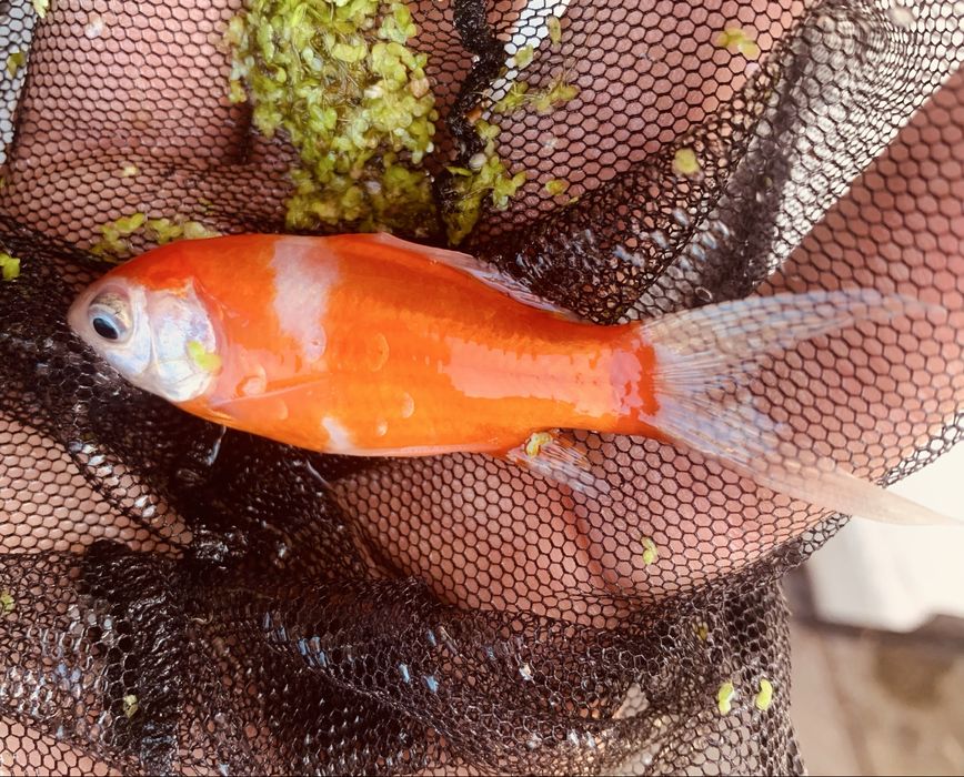 Karp Koi Kometa  -Ryba do Oczka Wodnego