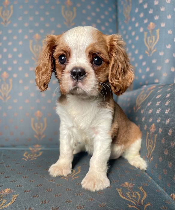 Cavalier king charles spaniel